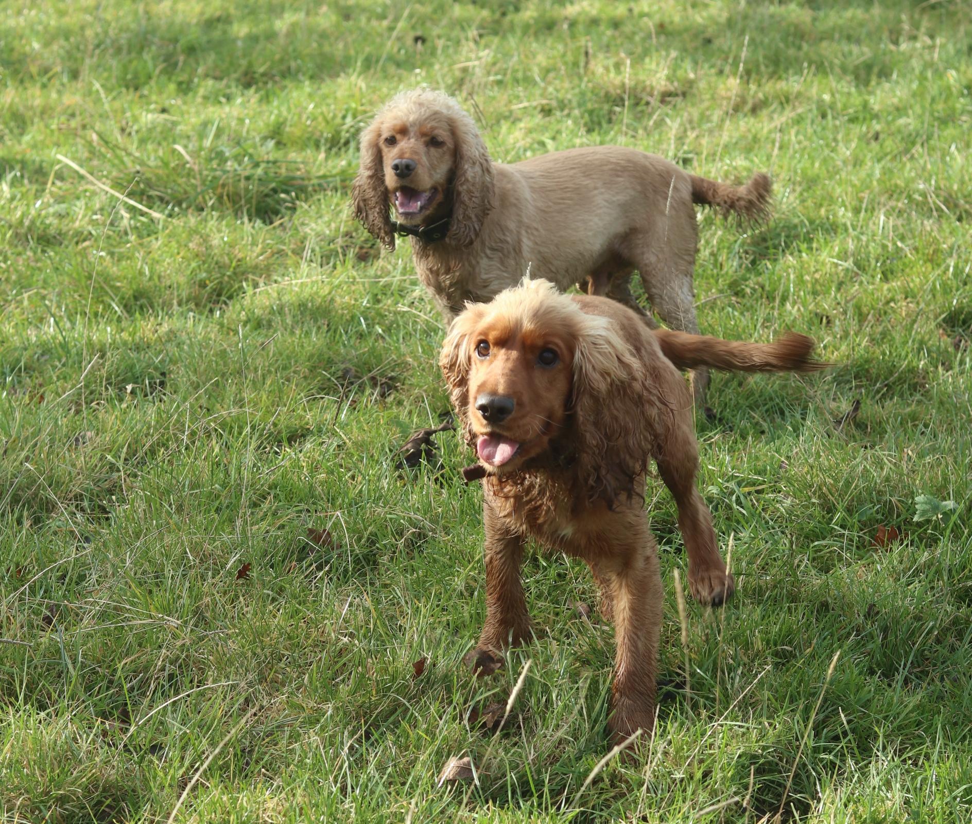 Image shows Adam’s dogs:  Fred and George.