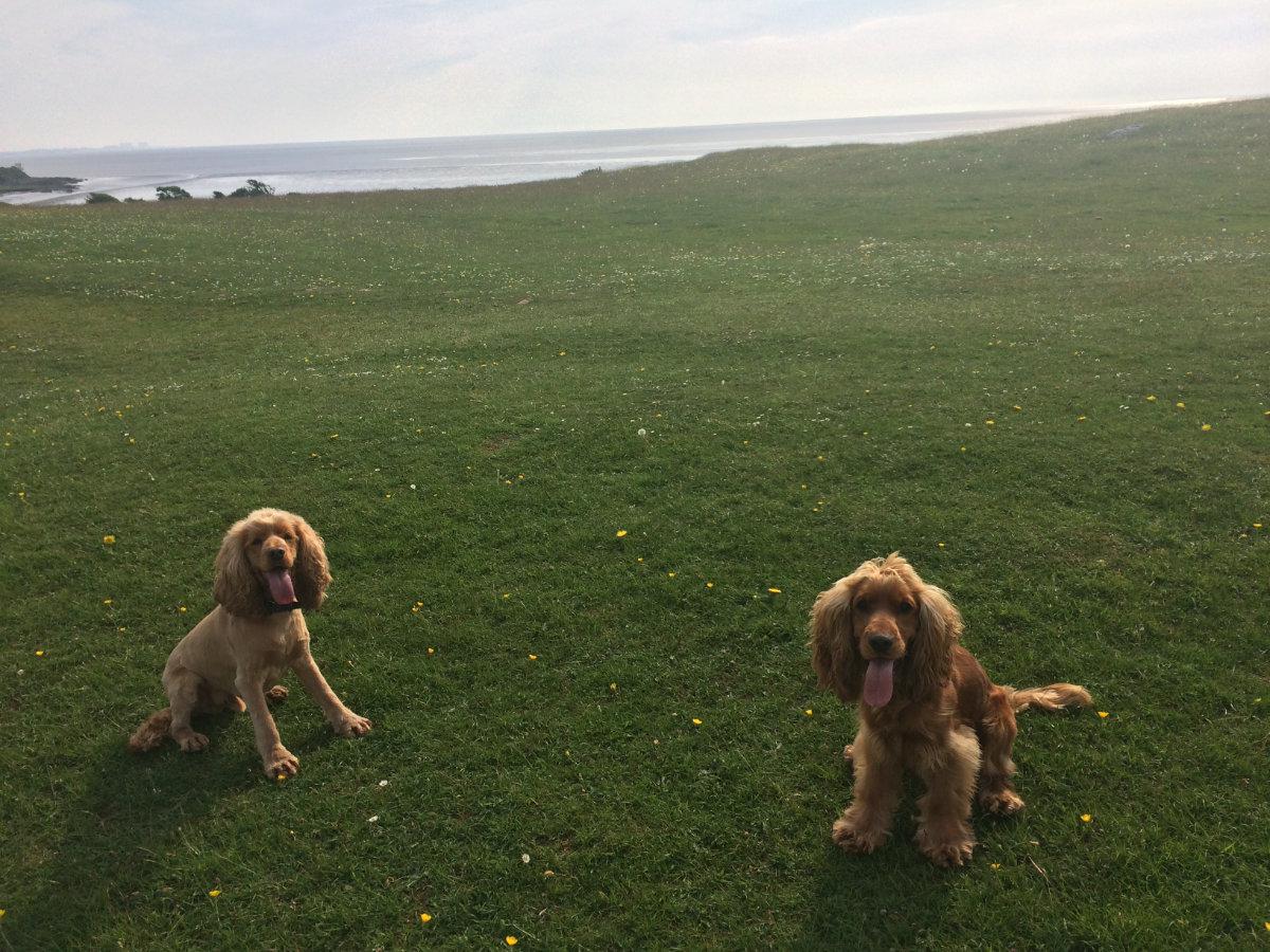 Image shows Adam’s dogs:  Fred and George.