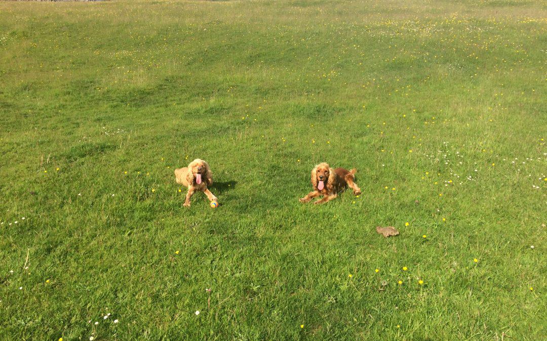 Image shows Adam’s dogs:  Fred & George.