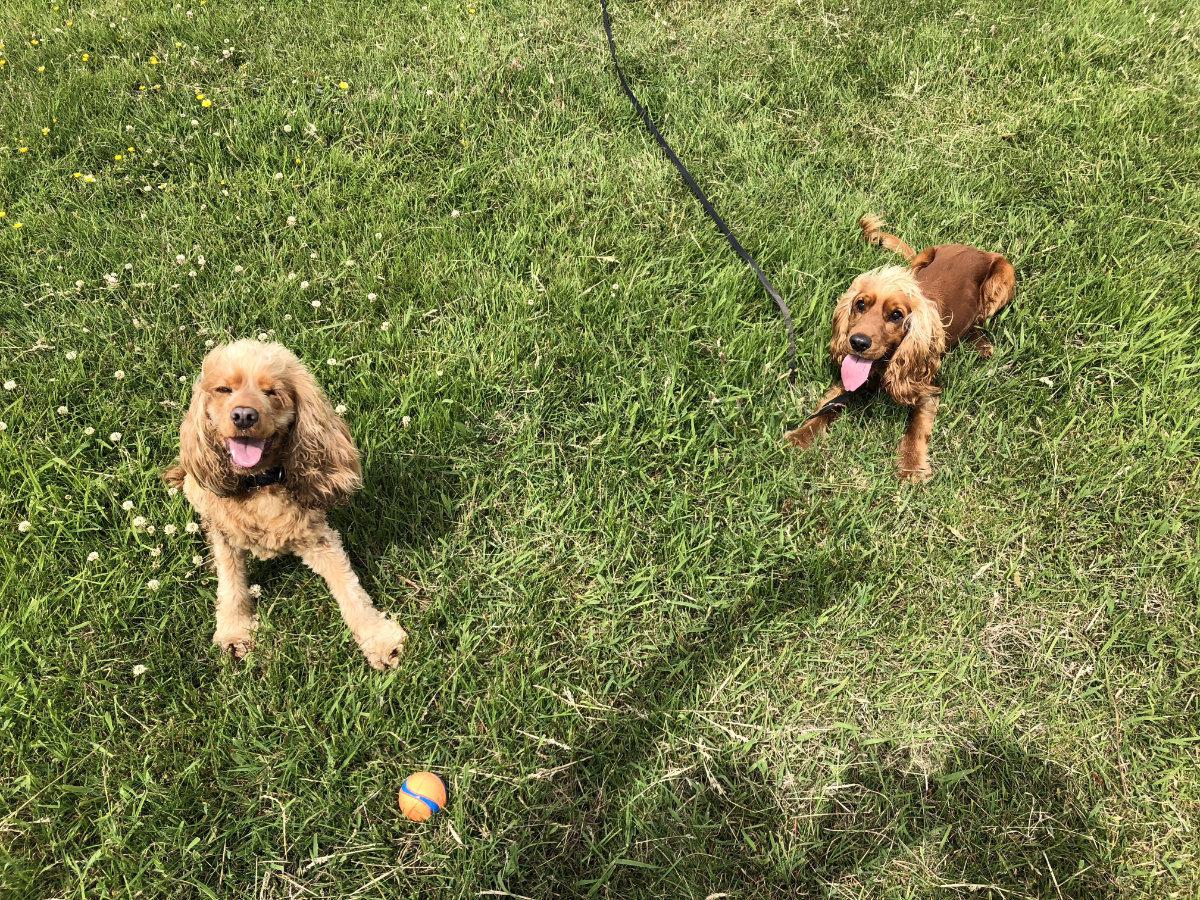 Image shows Adam’s dogs:  Fred & George.