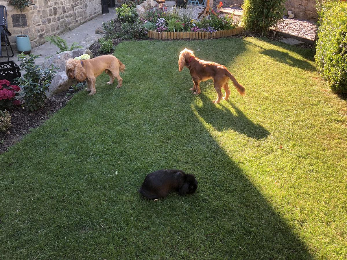 Image shows Adam’s dogs.