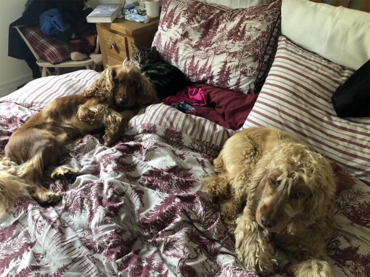 Image shows Adam’s dogs:  Freg & George.