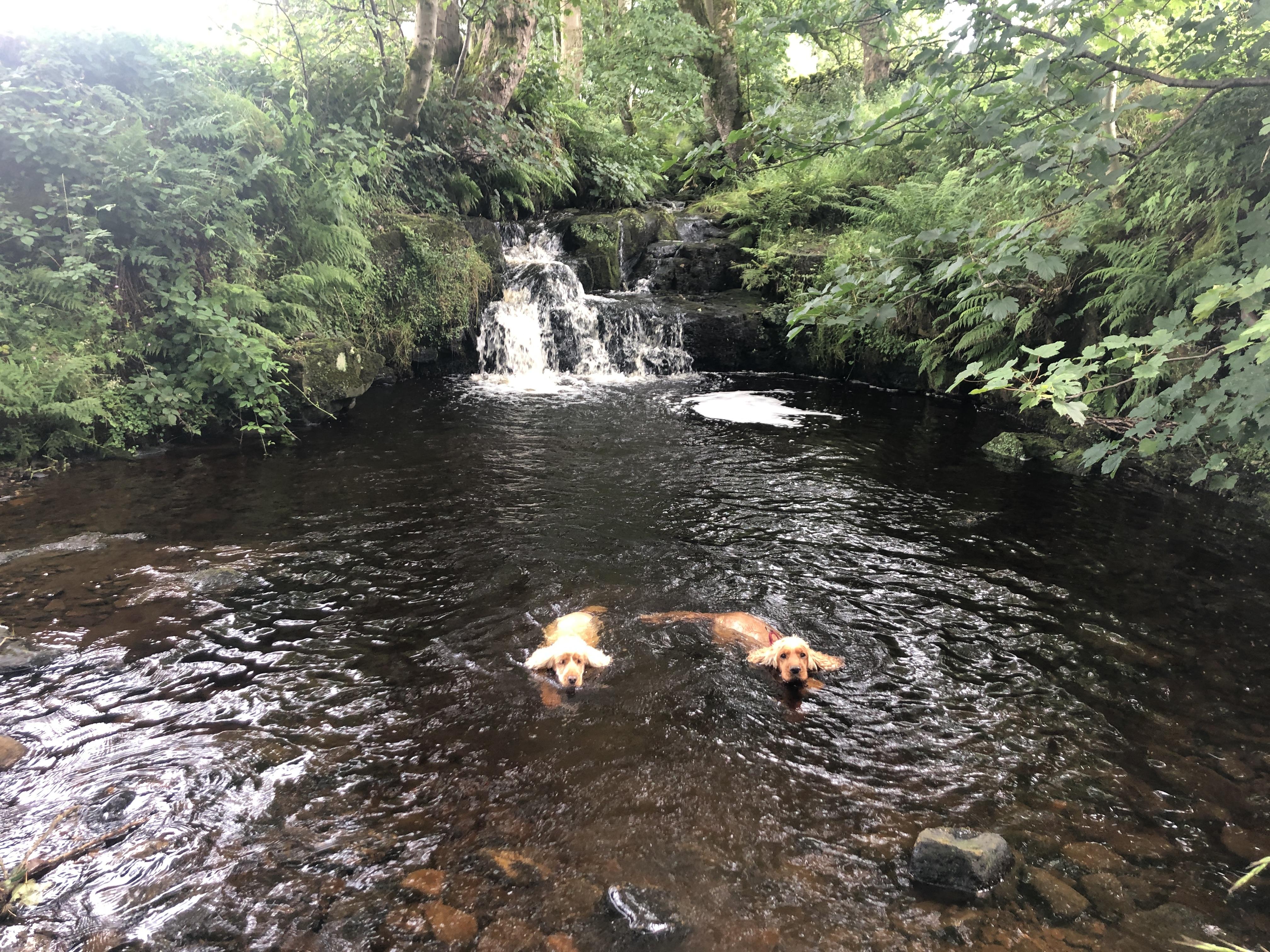 A photo of 2 dogs